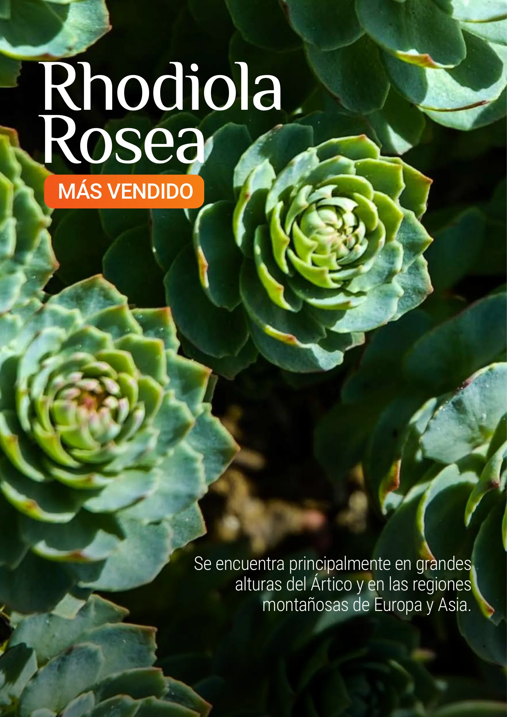 Producto Datta Verde - Muestra de laboratorio 2