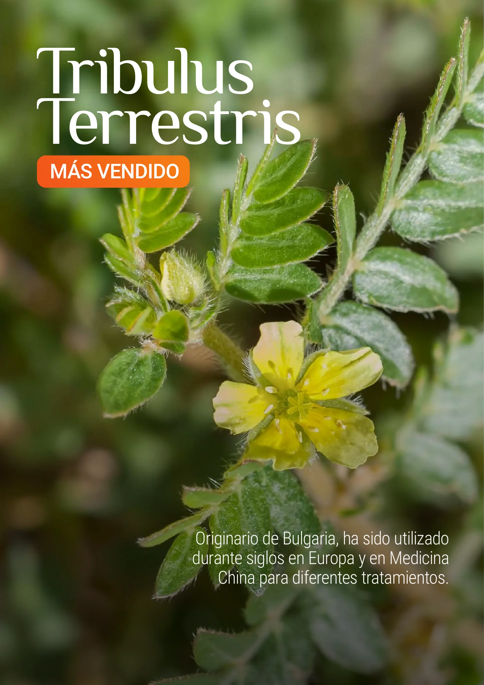 Producto Datta Verde - Muestra de laboratorio 3