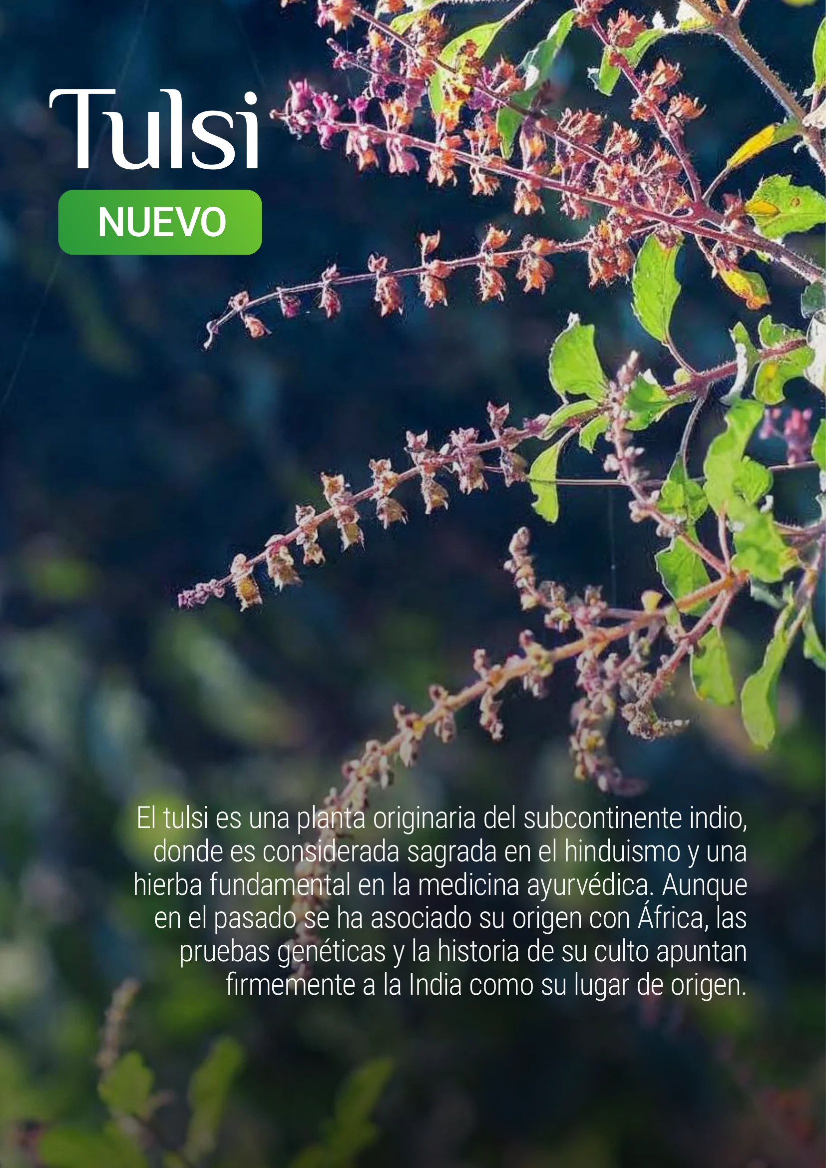 Producto Datta Verde - Muestra de laboratorio 6
